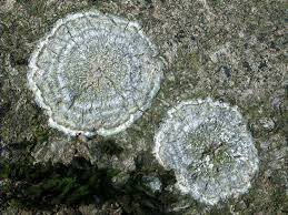 Attēlu rezultāti vaicājumam “Pertusaria albescens”