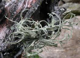 Attēlu rezultāti vaicājumam “Ramalina calicaris”