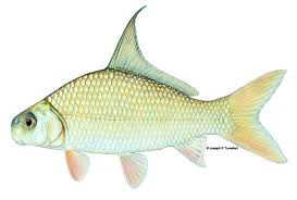 Image result for Carpiodes velifer