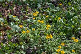 Attēlu rezultāti vaicājumam “Anemone ranunculoides bud”