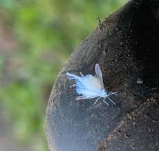 Attēlu rezultāti vaicājumam “Prociphilus xylostei”