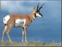 Antelope Animal Wildlife