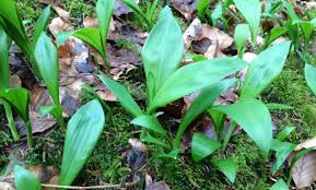 Image result for Bärlauch