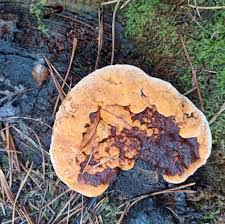 Attēlu rezultāti vaicājumam “Gloeophyllum odoratum”