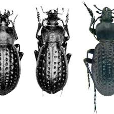 Attēlu rezultāti vaicājumam “Carabus clathratus”