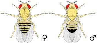 Attēlu rezultāti vaicājumam “Drosophila melanogaster”