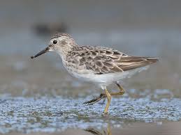 Image result for Calidris subminuta