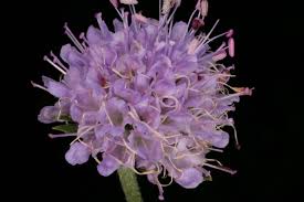 Image result for Succisa pratensis