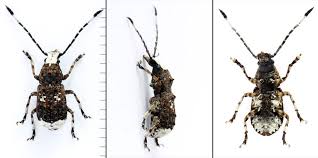 Attēlu rezultāti vaicājumam “Platystomos albinus”