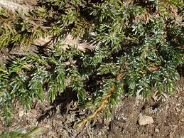 Attēlu rezultāti vaicājumam “Juniperus communis”