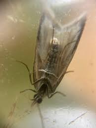 Attēlu rezultāti vaicājumam “Eana argentana”