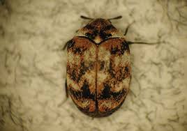 Attēlu rezultāti vaicājumam “Anthrenus sp.”