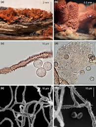 Attēlu rezultāti vaicājumam “Trichia scabra sessile”