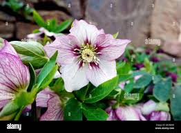 Image result for Nieswurz