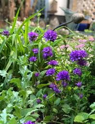 Attēlu rezultāti vaicājumam “Campanula glomerata leaf”