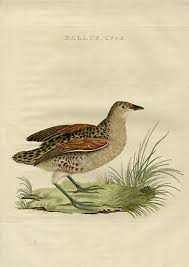 Attēlu rezultāti vaicājumam “Crex crex”