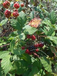Attēlu rezultāti vaicājumam “Rubus nessensis”