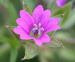 Attēlu rezultāti vaicājumam “Geranium dissectum flower”
