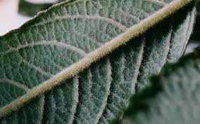 Attēlu rezultāti vaicājumam “Salix cinerea leaf”