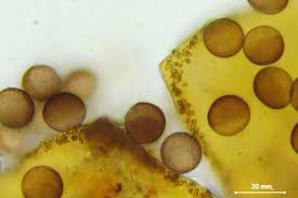 Attēlu rezultāti vaicājumam “Licea pusilla”