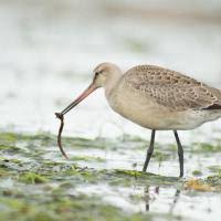 Image result for Limosa haemastica