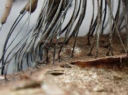 Attēlu rezultāti vaicājumam “Stemonaria irregularis stalked”