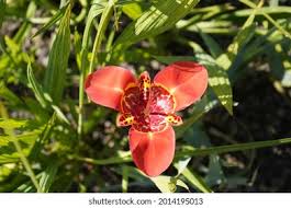 Image result for Pardancanda norrisii