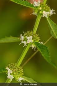 Attēlu rezultāti vaicājumam “Lycopus europaeus flower”