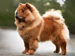 Znalezione obrazy dla zapytania chow