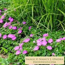Attēlu rezultāti vaicājumam “Geranium sanguineum”