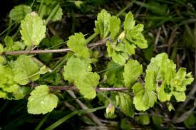 Attēlu rezultāti vaicājumam “Veronica agrestis leaf”