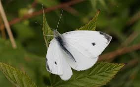 Attēlu rezultāti vaicājumam “Pieris rapae female”