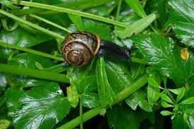 Attēlu rezultāti vaicājumam “Arianta arbustorum”