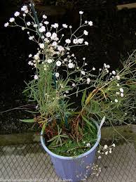 Attēlu rezultāti vaicājumam “Gypsophila paniculata”