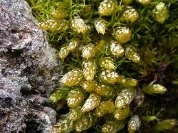 Attēlu rezultāti vaicājumam “Plagiothecium cavifolium”