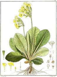 Image result for Primula elatior