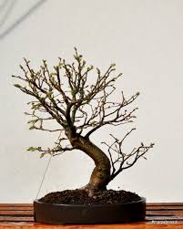 Attēlu rezultāti vaicājumam “Tilia cordata bud”