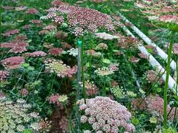 Attēlu rezultāti vaicājumam “Daucus sativus flower”
