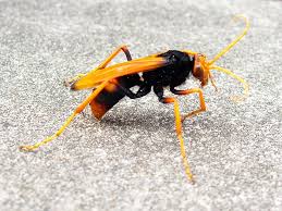 Attēlu rezultāti vaicājumam “Pompilidae”