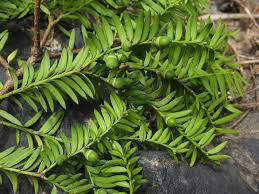 Attēlu rezultāti vaicājumam “Taxus wallichiana”