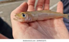 Image result for Osmerus eperlanus