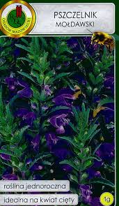 Image result for Dracocephalum moldavicum