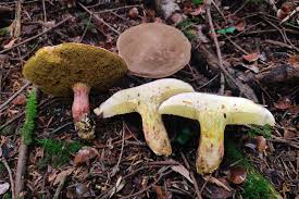 Attēlu rezultāti vaicājumam “Xerocomus pruinatus”