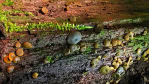 Attēlu rezultāti vaicājumam “Chlorencoelia versiformis”