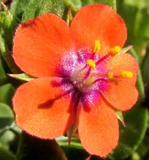 Image result for Anagallis arvensis