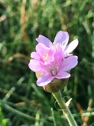 Attēlu rezultāti vaicājumam “Armeria vulgaris leaf”