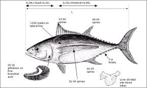 Image result for Thunnus alalunga