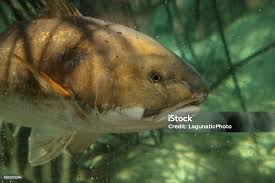 Image result for Ariopsis felis