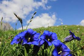 Image result for Enzian