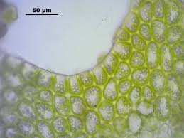 Attēlu rezultāti vaicājumam “Lophozia longidens”